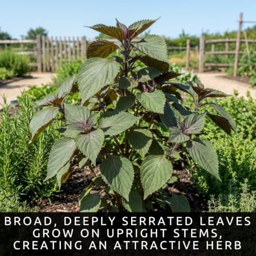 100 Shiso Seeds for Planting | Perilla Frutescens Japanese Herb Seeds - Image 6