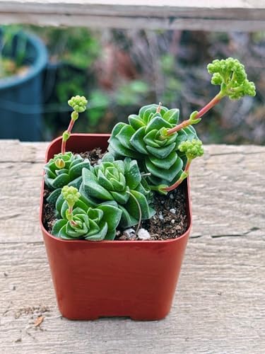 Succulents Plants Live 2inch Live Mini Succulent Plants, Easy Care House Plants Rooted in Succulent Soil Mix, By The Succulent Cult (Crassula Susannae *Rare*, 2 Inch) - Image 2