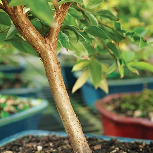 Brussel's Live Jaboticaba Indoor Bonsai Tree - 6 Years Old; 10" to 14" Tall with Decorative Container, Humidity Tray & Deco Rock - Image 3