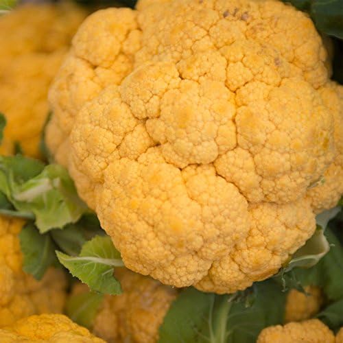 Mountain Valley Seed Co Graffiti Hybrid Cauliflower Seeds 10 Seeds Non-GMO by MountainValleySeedCompany