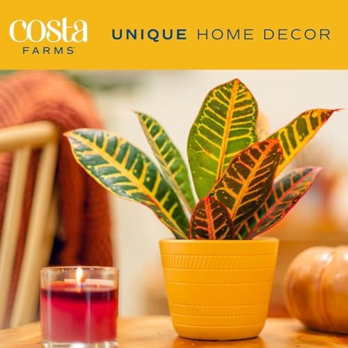 Costa Farms Croton, Live Indoor Plant, Easy Care, Home Decor - Image 2