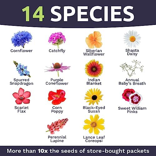 Northeast Wildflower Seeds - Extra Large 1 Ounce Packet - Over 7,500 Native Seeds - Open Pollinated and Non GMO Varieties for New York, Virginia, Pennsylvania, Maine and More! (Pack of 3) - Image 4