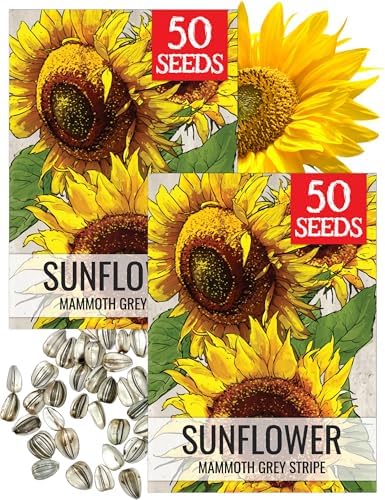 Seed Needs Mammoth Grey Sunflower Seeds to Plant Cut Flowers - 2 Packs by SeedNeeds