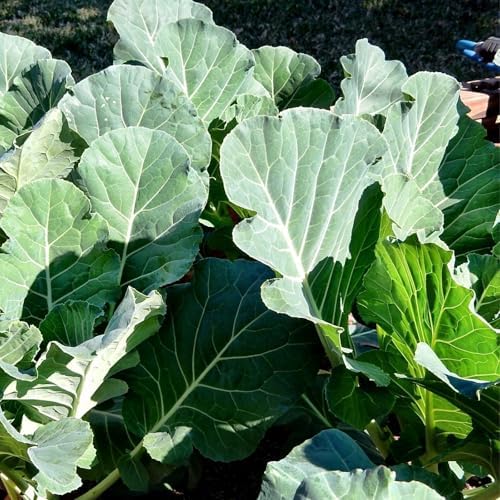 Clovers Garden Georgia Collard Greens Plants - Two (2) Live Plants – Non-GMO - Not Seeds - Each 4" to 8" Tall – in 4" Inch Pots - Heirloom, Heat Tolerant, Cold Hardy, High Yield by CloversGarden