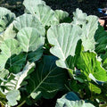 Clovers Garden Georgia Collard Greens Plants - Two (2) Live Plants – Non-GMO - Not Seeds - Each 4" to 8" Tall – in 4" Inch Pots - Heirloom, Heat Tolerant, Cold Hardy, High Yield by CloversGarden