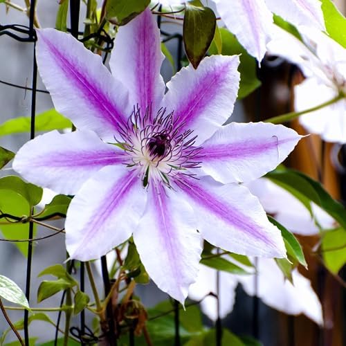 CarpetC 200+ Mixed Clematis Seeds for Planting, Perennial Climbing Vine Large Blooms, Non-GMO Heirloom Flower Seeds for Trellises, Arbors & Garden Fences - Image 6