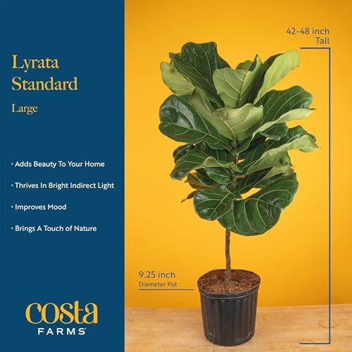 Costa Farms Fiddle Leaf Fig Tree, Live Indoor Plant, Large, 3-4 Ft. Tall - Image 4