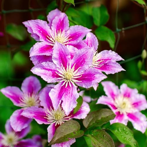 CarpetC 200+ Mixed Clematis Seeds for Planting, Perennial Climbing Vine Large Blooms, Non-GMO Heirloom Flower Seeds for Trellises, Arbors & Garden Fences - Image 5