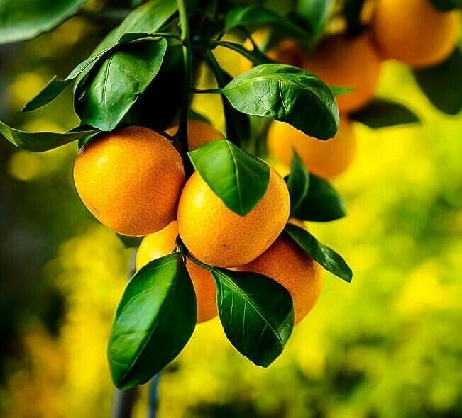 Satsuma Mandarin Tree - 2-5 Inch Tall Live Plant - Potted Seedling - Cold Hardy Orange Fruit Plant - Citrus reticulata 'Satsuma' by Unknown