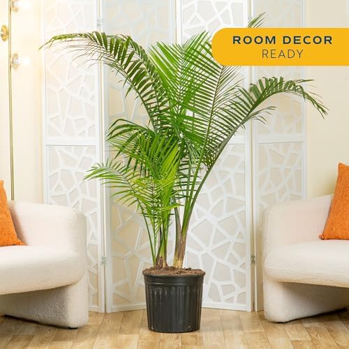 Costa Farms Majesty Palm, Live Indoor Plant, Tropical Decor, Air Purifying - Image 2