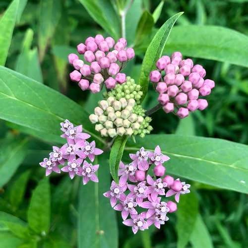 Swamp Milkweed 'Pink Rose Milkweed' (Asclepias incarnata) in 2.5 inch Pot - Live Starter Plant - Certified Organic - Pollinator Friendly - Image 2