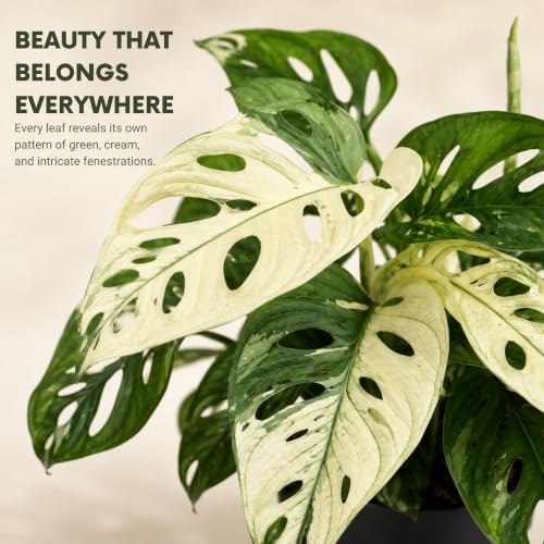 Monstera Albo Live Plant, Variegated Adansonii Swiss Cheese 4 Inch - Image 2