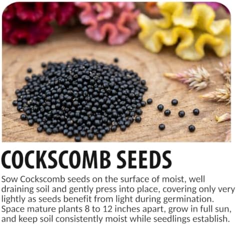 Cockscomb Seeds for Planting | 100 Seeds | Colorful Celosia Flowers - Image 4