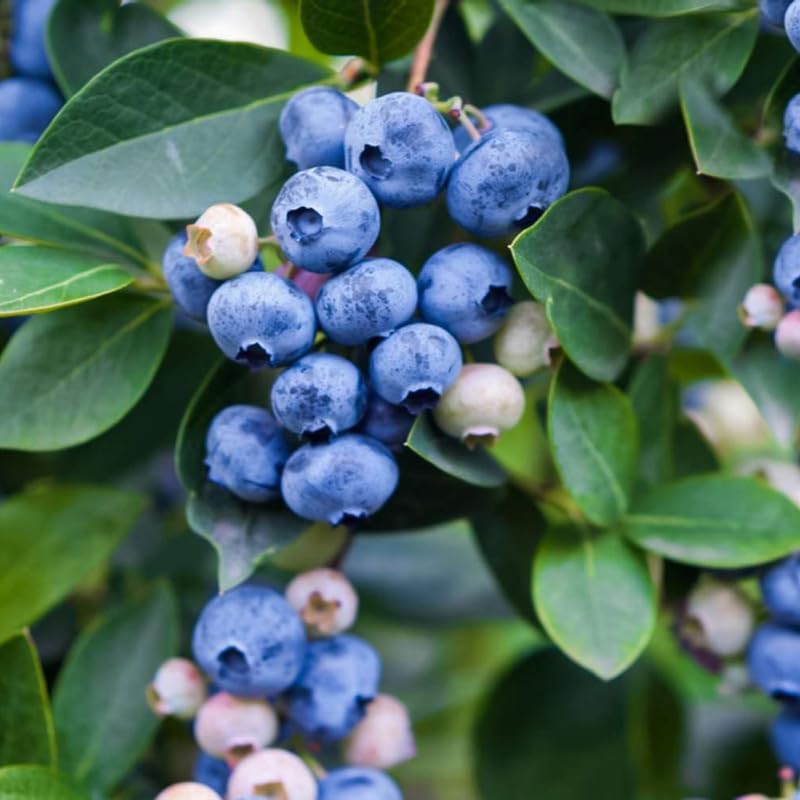 Highbush Blueberry Plant Live, Landscape Berry Bush, 5-10 Inch Tall - Image 2