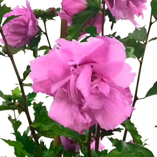 Purple Althea Tree, Rose of Sharon, Live Flowering Shrub, Pink Double Blooms, Garden Plant (2 Gallon/Potted/Single Plant) by PixiesGardens