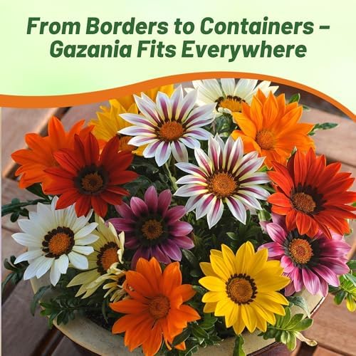 Outsidepride New Day Mixed Gazania Seeds for Planting – 25 Pcs Perennial, Low-Maintenance, Drought-Tolerant Ground Cover Seeds for Vibrant Summer & Fall Flowers, Great for Outdoor Gardens - Image 6