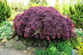 10 INABA SHIDARE Maple Weeping Red Laceleaf Japanese Acer Palmatum Dissectum Tree Seeds by Unknown