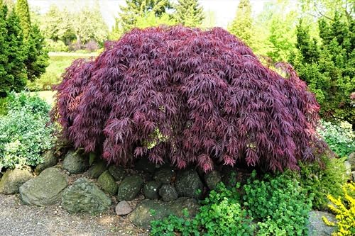 10 INABA SHIDARE Maple Weeping Red Laceleaf Japanese Acer Palmatum Dissectum Tree Seeds by Unknown