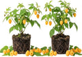 2 Fall Gold Raspberry Plants Live, Berry Bush, 4-8" Tall by PlantsSeedsBulbs