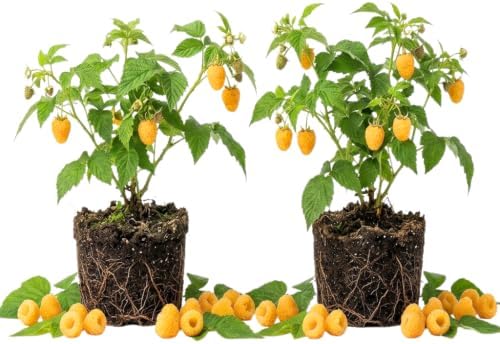 2 Fall Gold Raspberry Plants Live, Sweet Edible Berry Bush, 4-9" by PlantsSeedsBulbs