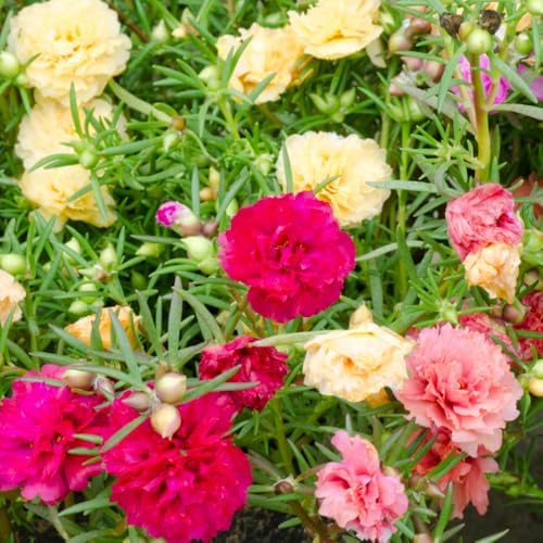 Mixed Moss Rose Portulaca Live Plant, Colorful Ground Cover, 4-6 Inch Tall by GardenNurserySince1996