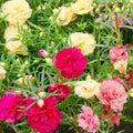 Mixed Moss Rose Portulaca Live Plant, Colorful Ground Cover, 4-6 Inch Tall by GardenNurserySince1996