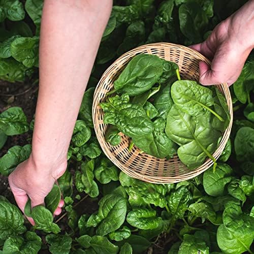 Organic Spinach Seeds (Bloomsdale Long Standing) - Approx 300 Seeds - USDA Organic, Non-GMO, Open Pollinated, Heirloom, USA Origin - Image 6