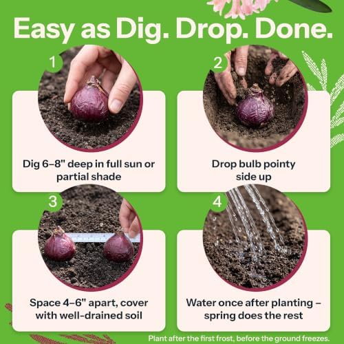 12 Mix Hyacinth Flower Bulbs Cotton Candy Mixture Hyacinthus - Image 4