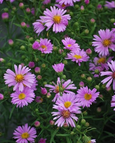 Perennial Farm Aster X 'Wood's Pink' – Live Dwarf Aster Perennial in #1 Container, Compact Habit with Rose-Pink Daisy-Like Blooms, Pollinator Friendly, Long Blooming, Great for Borders & Fall Gardens - Image 5