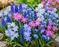50 Fall Planting Bulbs Mix | Blue & Pink | Muscari, Squill & Starflower Mix by CZGrain