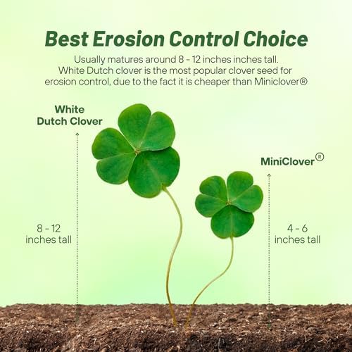 Outsidepride Perennial White Dutch Clover Seed - 5 lbs. Nitrocoated, Inoculated for Lawn Alternative, Erosion Control, Food Plots, Ground Cover, & Pasture Mixtures in USDA Zones 3-10 - Image 4