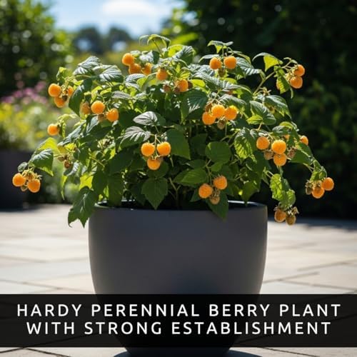 2 Golden Raspberry Plants – Live Fruit Bush (Rubus Idaeus) – Sweet Yellow Heirloom Raspberries – High Yield Berry Plant for Outdoor Gardens - Mild Honey Sweet Berries - Image 6