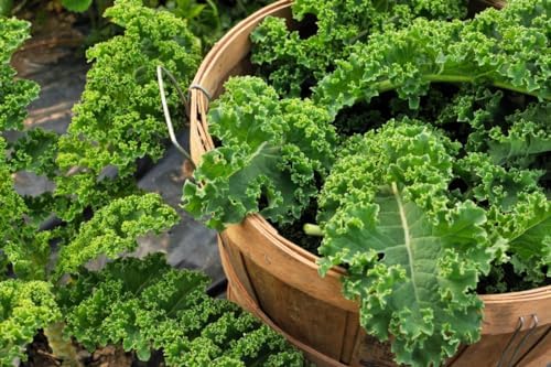 300+ Seeds Bush Kale Giant Cabbage - Vegetable Green - Image 5