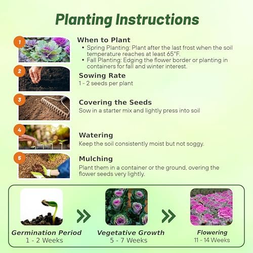 Outsidepride Ornamental Cabbage Flower Seeds - 1000 Pcs. Annual, Cold Tolerant & Low Maintenance, Flower Seeds for Planting Vibrant Mixed Blooms, Great for Garden Edging, Borders, & Container Displays - Image 4