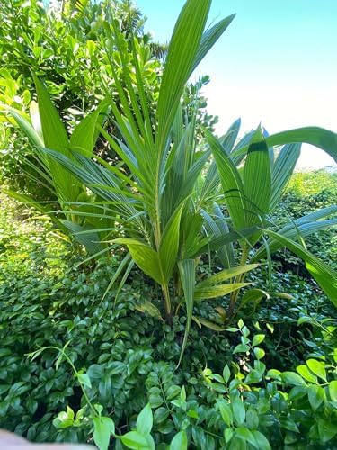 Green Malayan Coconut Palm Tree - Tropical Cocos Nucifera, Low Maintenance Live Exotic Palm for Indoor & Outdoor Spaces, Air-Purifying, Drought-Tolerant Ornamental Accent Plant (2gal Pot, 3-4ft) - Image 6