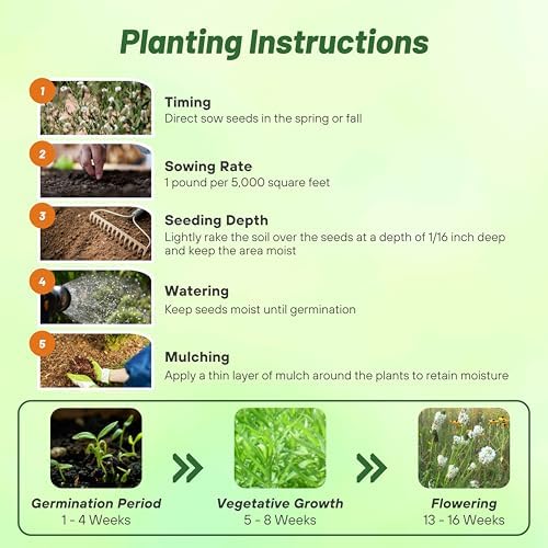 Outsidepride White Prairie Clover Seeds - 1000 Pcs Perennial Seeds for Planting, Easy to Grow, Drought & Heat Tolerant, High Protein Forage for Livestock, Ideal for Meadow Gardens, & Xeriscaping - Image 5