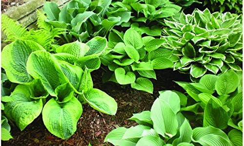 Best Deal on Amazon 9-Pack Hosta Bare Root Perennial Plants - Fresh from Our Farm Ship Fast Directly to you. Perfect for any home & garden grows year after year! - Image 5