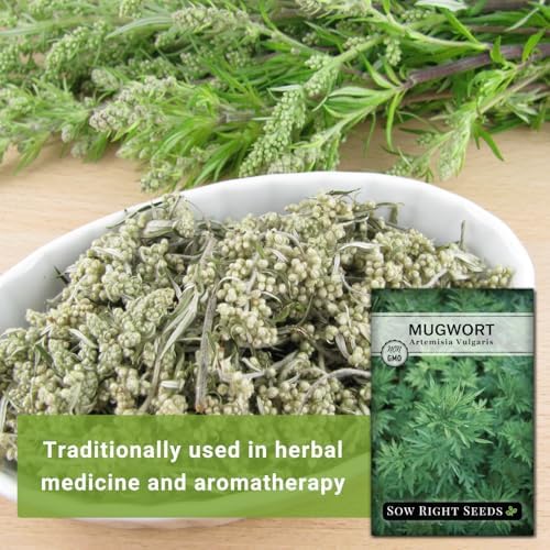 Sow Right Seeds - Mugwort Seed for Planting Perennial Medicinal Herb 4pk - Image 3