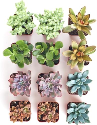 Shop Succulents Assorted Succulent Plant Pack Collection - Live Mini Succulent Plants, Low Maintenance, Mixture of Colors & Textures - Wedding and Party Favors, Gift & Garden, Pack of 12 - Image 3