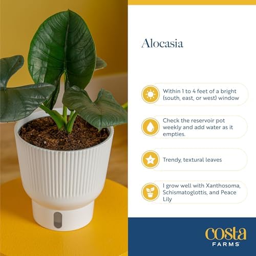 Costa Farms Alocasia, Live Indoor Plant, Easy Care, Home Decor - Image 6