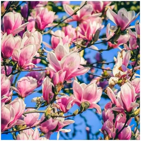 Jane Magnolia Tree Live Plant – Magnolia grandiflora ‘Jane’, Fragrant Magnolia Flowers, Fast Growing Ornamental Magnolia Plant, 2–3 ft Live Magnolia Tree for Garden, Zones 5–9, Easy Care - Image 6