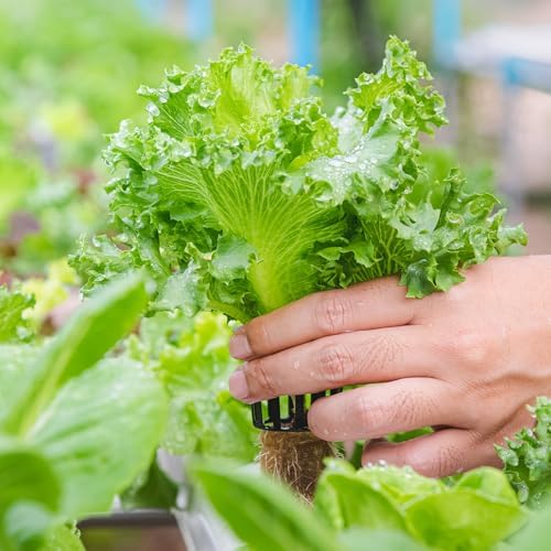 Asian Garden Vegetable 5000+++Seeds Collection for Fall Planting, Mixed Varieties gailan, tatsoi, GAI Choy, bok Choi, pak Choy, Lettuce...Cool Season Leafy Vegetables - Image 2