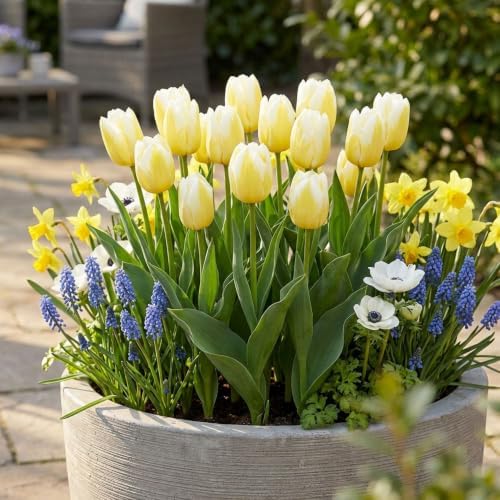 Garden State Bulb Bingo Triumph Tulip Flower Bulbs, 11/12cm (Bag of 50) - Image 6