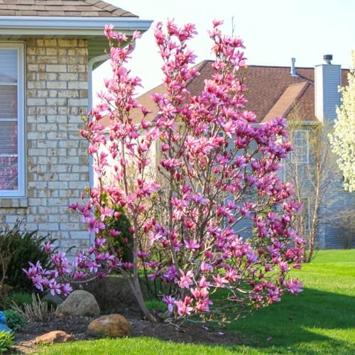 Ann Magnolia Tree Plant Live, Ornamental Tree, 6-12 Inch Tall, 2.5 Inch Pot - Image 4