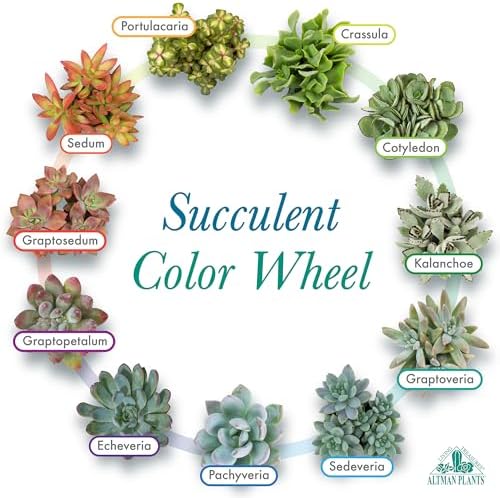 Altman Plants Premium Bulk Succulent Plants (50 Pack), 5 Unique Live Succulents in Sets of 10, Assorted Colors & Shapes, 2 in Pots - Image 5