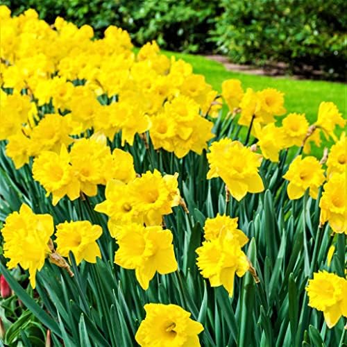 50 Yellow Daffodil Bulbs for Planting - Dutch Master Value Bag - Plant in Gardens, Borders & Flowerbeds - Bulb Size 10/12 cm - Easy to Grow Fall Flowers Bulbs by Willard & May - Image 3