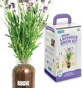 Back to the Roots Windowsill Planter: Lavender by BacktotheRoots