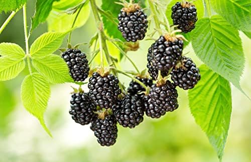 Ouachita BlackBerry Live Plant (5-9" Tall) – Thornless Sweet Berry Bush – Zones 6-9 – Upright Rubus Starter for Patio Containers or Gardens – Disease Resistant & High Yield - Image 2