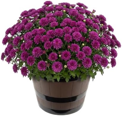 Chrysanthemum (Wine Barrel Deco Pot), Purple Blooms, Live Fall Flowering Perennial, 15" Tall by 12" Wide in 3 Qt Pot by TheThreeCompany
