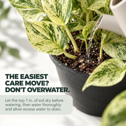 Snow Queen Pothos Starter Live Plant - Variegated Indoor Vine - Image 4